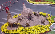 Đường hoa & hồn quê trên phố Sài Gòn