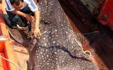 Vũng Tàu: bắt được cá lạ nặng 1 tấn