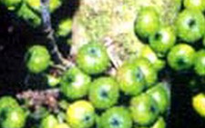 Quả sung làm thuốc