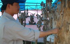 Do tin đồn, hàng trăm người lên rừng săn tìm trầm