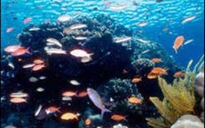Rặng san hô 100.000 năm tuổi
