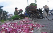 Chợ hoa đêm Quảng An