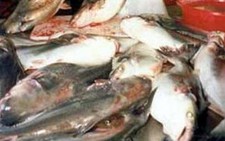 Người Mỹ thích cá da trơn VN