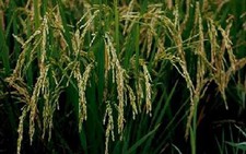 Giải mã hoàn chỉnh bộ gene lúa