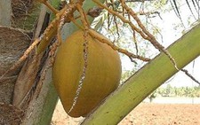 Nước dừa - vị thuốc kỳ diệu