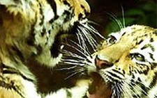 Buôn bán qua mạng đe dọa động vật quý hiếm