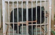 Gấu đen những nẻo đường săn đuổi