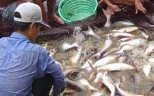 Cấp visa tự động cho tất cả mặt hàng dệt may xuất khẩu sang Mỹ