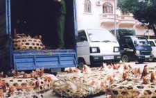 Lạng Sơn: Gà lậu vẫn tràn vào VN
