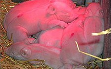 Ý nhân bản thành công lợn vô tính