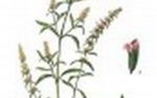 Chữa cảm cúm bằng xông và tắm hơi thuốc