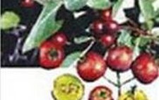 Dùng táo mèo chữa cao huyết áp
