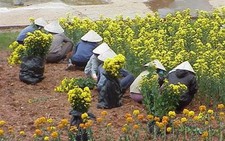 Festival Hoa Đà Lạt: 