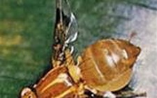 Ruồi giấm cũng có tế bào mầm như con người