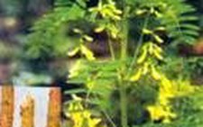 Trà dược phòng chống viêm khớp