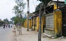 Hội An triệt hạ cây hoa sữa