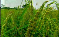 Lai tạo thành công giống  lúa từ công nghệ gen