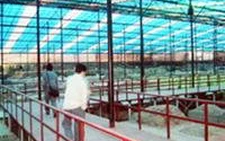 Phát hiện giữa Hoàng Thành một con thuyền cổ