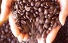 VN - Indonesia sẽ cùng marketing cho cà phê Robusta