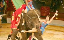 Xiếc thú Hà Nội biểu diễn ở TP.HCM