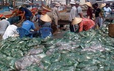 ĐBSCL: trúng mùa cá biển