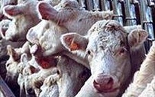 EU dỡ bỏ lệnh cấm xuất khẩu thịt bò Anh
