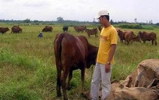 Chàng trai bỏ phố về quê