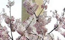 Lễ hội hoa anh đào