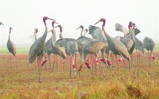 Sếu đầu đỏ sẽ biến mất?
