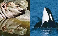 Hà mã có quan hệ gần với cá voi?