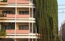 Mát với dây leo xanh