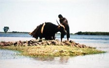 Báo chí Bỉ đánh giá cao Mùa len trâu