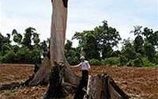 Một di tích cấp quốc gia bị tàn phá