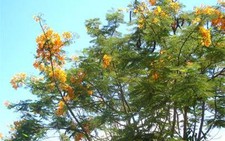 TT - Huế: phượng vàng nở hoa