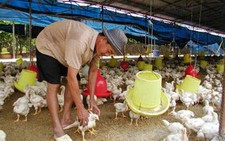 Thịt gà Mỹ giá rẻ bất ngờ!