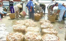 ĐBSCL: trúng mùa ghẹ đỏ