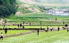 CHDCND Triều Tiên: hơn 500 người thiệt mạng vì lũ