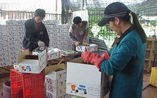 Khoai lang Tây nguyên đi Hong Kong