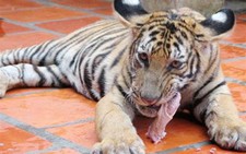 Hổ Đông Dương sinh nở trong điều kiện nuôi nhốt