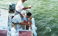 Phú Yên: thả tôm hùm giống ra biển
