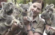Sinh sản nhân tạo gấu túi koala