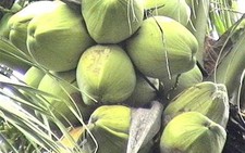 FAO hướng dẫn bảo quản nước dừa