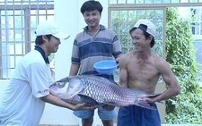 Giữ cá quí cho dòng Mekong