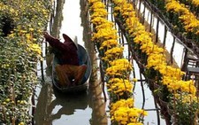 Phóng sự ảnh: Làng hoa Sa đéc vào mùa tết