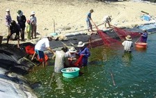 Quảng Ngãi : Người đồng tôm đón tết
