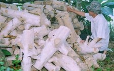 Nước mắt kỳ nam - Kỳ 4: Rừng xanh gục mặt