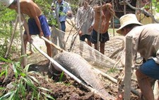 Cá hải tượng 40 triệu đồng đã chết