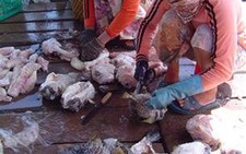 Công khai chế biến cá nóc