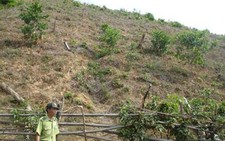 Thay đổi tư duy bảo vệ rừng