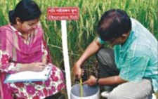 Bangladesh tạo 93 giống lúa tiết kiệm nước